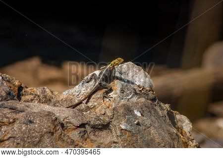 Female Agama Planiceps Lizard Basking On A Rock In Namibia
