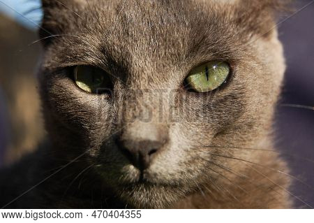 Gray Cat Looking At The Camera. Close. Macro