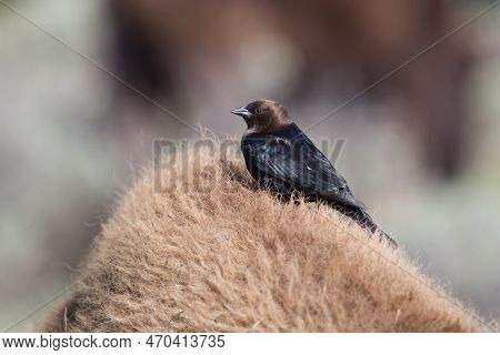 Gray Karoo Chat Bird Sitting On Yalk In Richtersveld National Park, South Africa