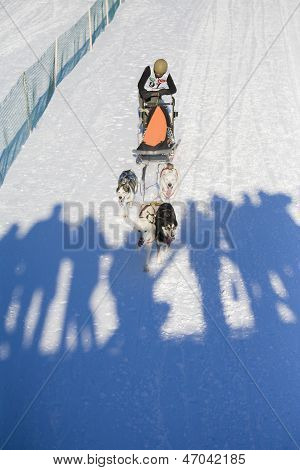 Minsk-belarus - 27 de janeiro de 2013: Não identificado participante concorre em Zaviruha-2013 Sledding Racin