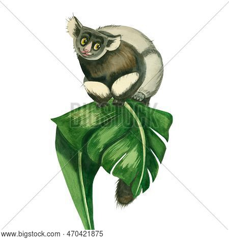 Obeyana. A Set Of Watercolor Drawings Of A Gibon Monkey With A Fluffy Tail Sitting On A Palm Leaf Ha
