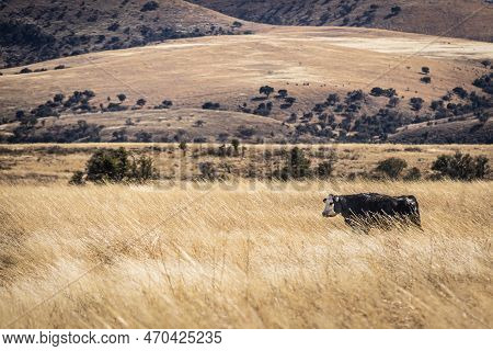 A Cow In An Arid Pasture Of High Grass With A Mountain In The Distance In Arizona.