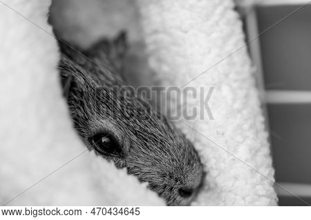 Guinea Pig Relaxing In A Warm Fleece Hideout