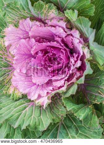 Close Up Of Endless Field With Green Leaves And Purple Veins Of Red Cabbage Plants. Red Cabbage, Pur