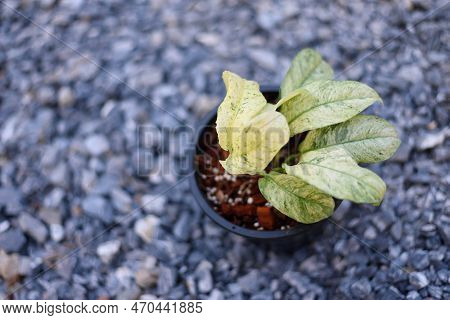 Closeup To Rhaphidophora Puberula Variegated In The Pot