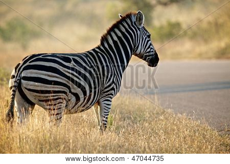 Zebra