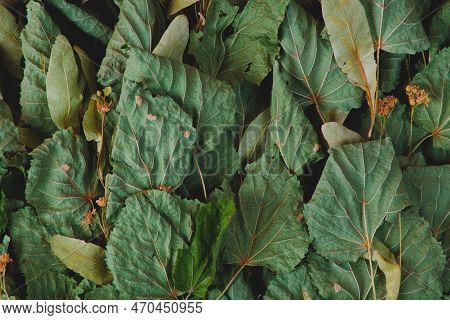 Birch Green Leaves Close Up.texture Photo Background Macro