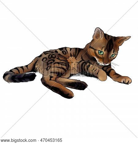 Cute Bengalian Cat Hand Drawn With Watercolor Style