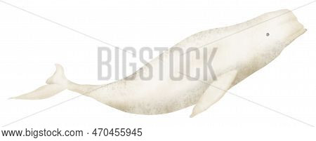 Beluga Whale Watercolor Realistic Hand Drawn Illustration. North Ocean Animal Drawing On Isolated Ba