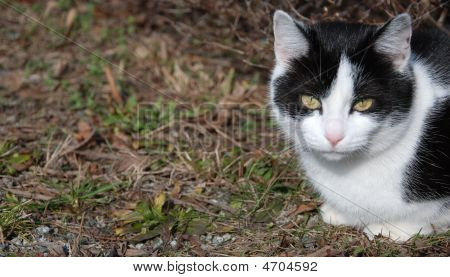 Chilling Cat