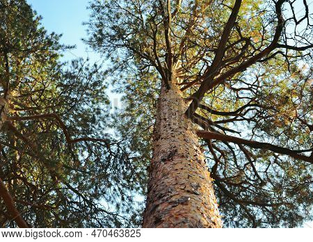 Bottom View Of The Bark And Trunk Of A Tall Pine Tree And Its Top, Illuminated By Weed Light