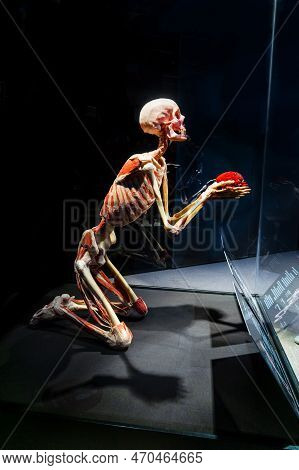 Moscow, Russia - May 05, 2021: Famous Anatomy Exhibition Body Worlds Where Plastinated Bodies Are Ex
