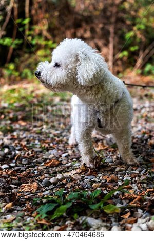 The Cute White Curly Bishon Frise Dog On The Walk