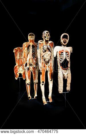 Moscow, Russia - May 05, 2021: Famous Anatomy Exhibition Body Worlds Where Plastinated Bodies Are Ex