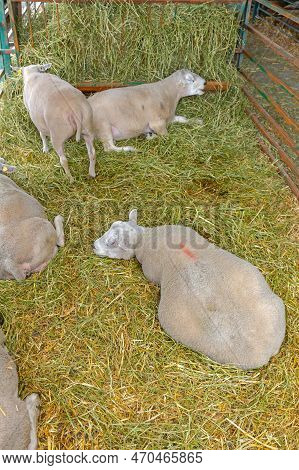 Pregnant Sheep Ewe Laying Down At Animal Farm