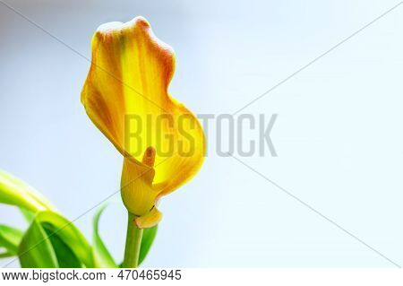 Calla Lily (zantedeschia) Flower Head In Yellow And Orange, The Petal Is A Bract And Shaped Like A F
