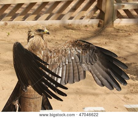 Kite madár ragadozó
