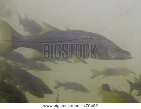 Snook
