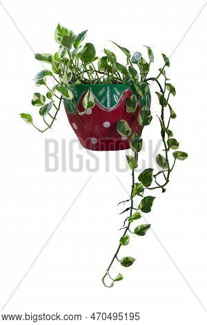 Peperomia Scandens Variegate Or Cupid Peperomia Growing In Pot Isolated On White Background Included