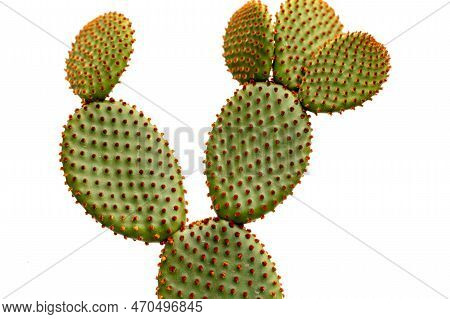 Opuntia Bunny Ears Cactus Orange Color Isolated On White Background