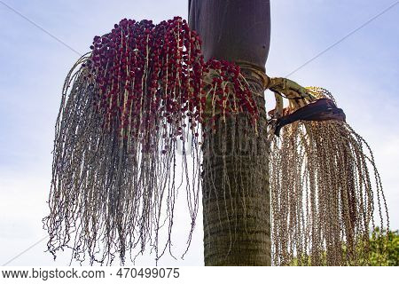 Oenocarpus Bacaba Is An Economically Important Monoecious Fruiting Palm Native To The Amazon Rainfor