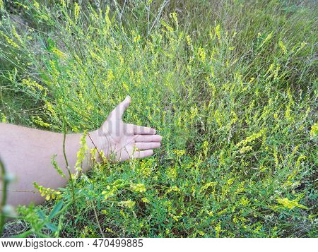 Melilotus Officinalis In Natural Conditions, Collecting Medicinal Plants In Nature
