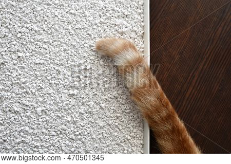Ginger Cat Tail On White Cat Litter In A Tray.