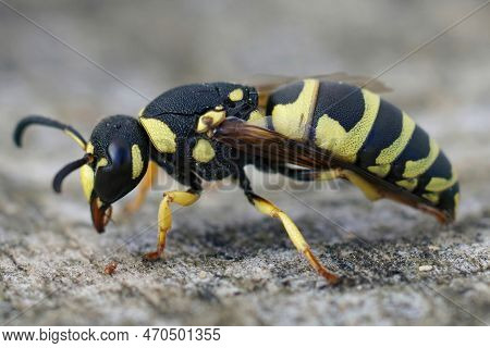 Detailed Closeup On A Colorful Yellow And Black Potter Wasp, Euodynerus Dantici Sitting On Wood