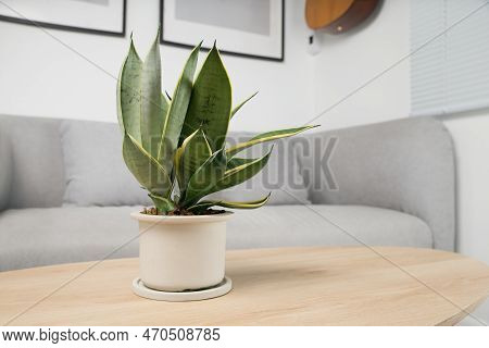 Sansevieria Dwarf Varieties In Minimalist White Ceramic Pots. Dracaena Trifasciata Golden Hahnii