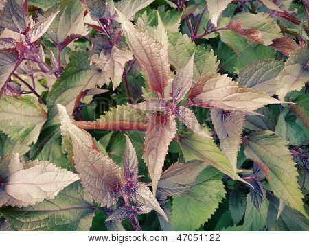 Basilic