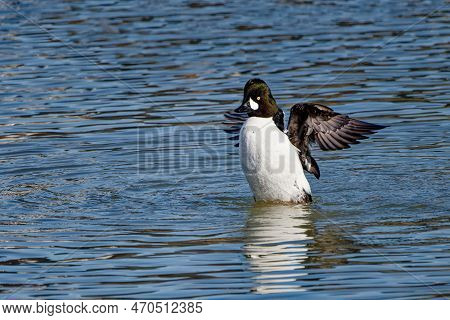 The Common Goldeneye (bucephala Clangula), Drake On The River.