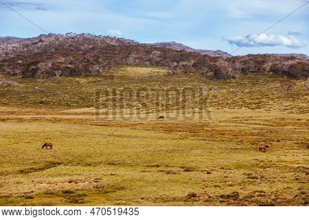 Snowy Mountains View On Cascade Hut Trail In Australia