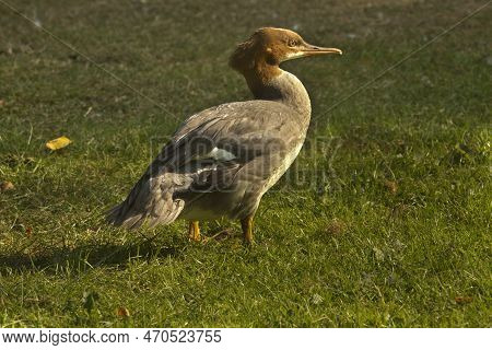 Common Merganser, Goosander (mergus Merganser) In Zoo.