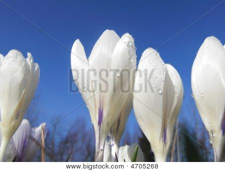 Valkoinen Crocus peittää aamukaste