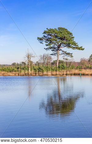 Scots Pine (pinus Sylvestris) Tree At The Lakeside In Drents Friese Wold, Netherlands