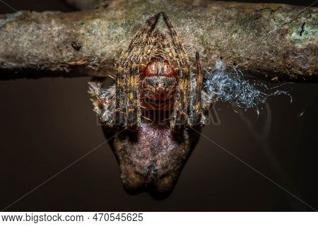 Front View Of A Rare Asterisk Spider (ocrepeira Ectypa) Blending In On A Twig. Raleigh, North Caroli
