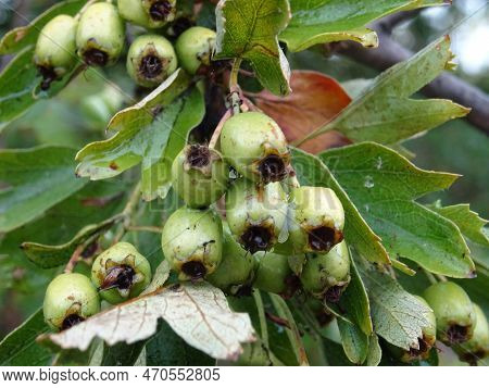 Wild Hawthorn Berries In Natural Conditions, A Medicinal Plant, Harvesting Berries