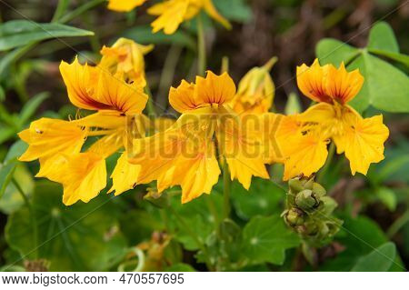 Garden Nasturtium (tropaeolum Majus) Flowers