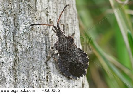 Natural Closeup On A Boat Shield Bug, Enoplops Scapha, Warming Up In The Sun On A Wooden Pole