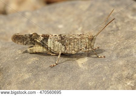 Detailed Closeup On A Large Mediterranean Grey Colored Blue Winged Locust, Sphingonotus Caerulans Gr