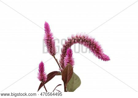 Amaranth Flower Isolated On A White Background.