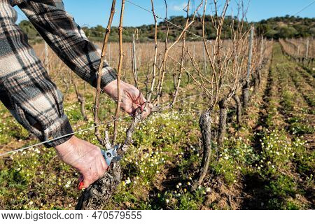 Farmer Pruning The Vine In Winter. Agriculture.