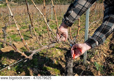 Farmer Pruning The Vine In Winter. Agriculture.