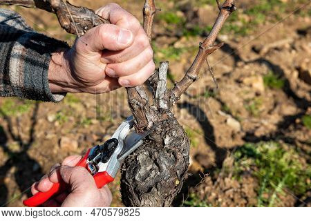 Farmer Pruning The Vine In Winter. Agriculture.