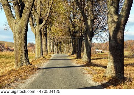 Autumn Linden Tree Alley, Autumnal View Of Alley Of Lime Trees