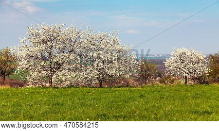 Flowering Cherry Trees In Latin Prunus Cerasus With Beautiful Sky. White Colored Flowering Cherrytre