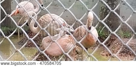 Family Of Flamingos Rest In The Zoo