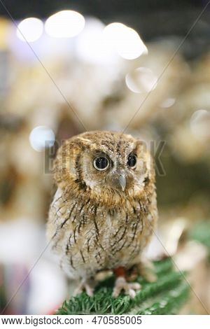 Portrait Of A Beautiful Little Brown Owl In The City By Night. Wild Bird With Big Eyes. Choliba. Clo