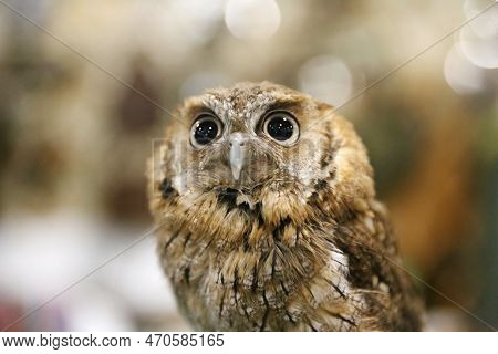 Portrait Of A Beautiful Little Brown Owl In The City By Night. Wild Bird With Big Eyes. Choliba. Clo