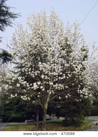 玉兰花